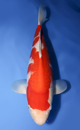 Kohaku - koi #x0512s002
