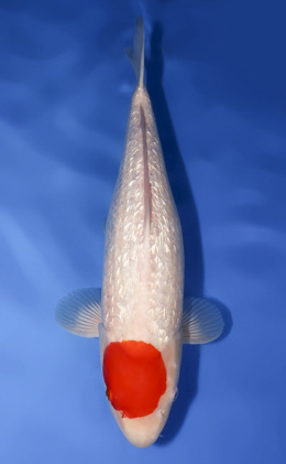 Ginrin Tancho Kohaku - koi #x0512s003