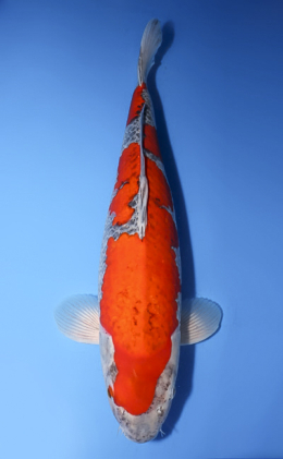 Goshiki - koi #x0512s004