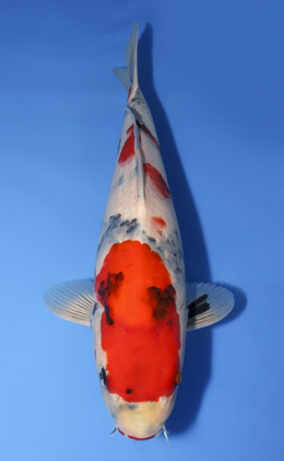 Showa - koi #x0512s005