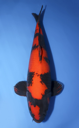 Hi Utsuri - koi #x0512s006