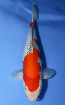 Goshiki - koi #x0512s008