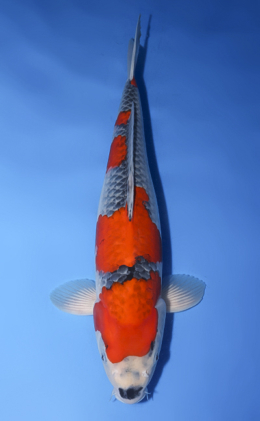 Goshiki - koi #x0512s009