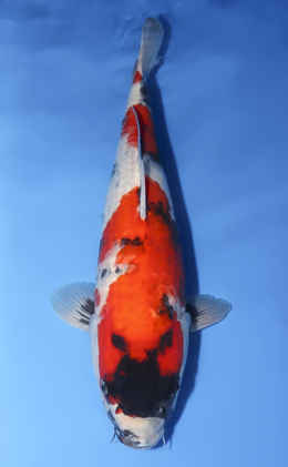Showa - koi #x0512s014