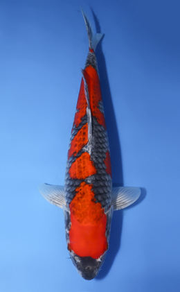 Goshiki - koi #x0512s015