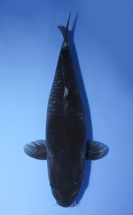 Ochibashigure - koi #x0512s016