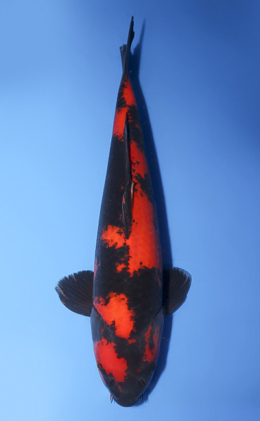Hi Utsuri - koi #x0512s017