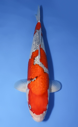 Ginrin Goshiki - koi #x0512s021
