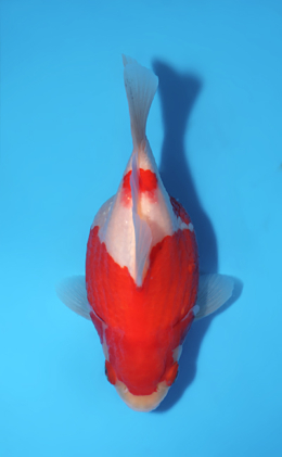 Tamasaba - koi #x0512t001
