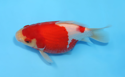 Tamasaba - koi #x0512t001 - Side View A