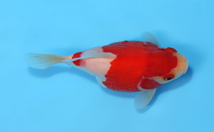 Tamasaba - koi #x0512t001 - Image 3