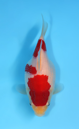 Tamasaba - koi #x0512t002