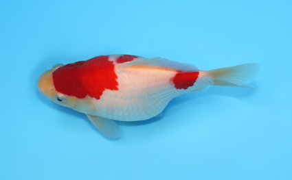 Tamasaba - koi #x0512t002 - Side View A