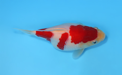 Tamasaba - koi #x0512t002 - Image 3