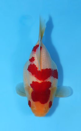 Tamasaba - koi #x0512t003