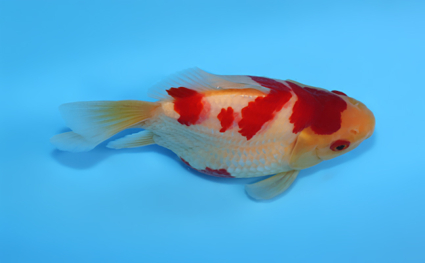 Tamasaba - koi #x0512t003 - Side View A