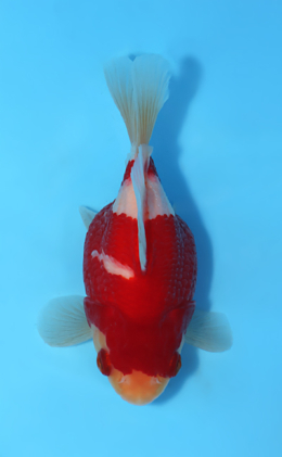 Tamasaba - koi #x0512t004