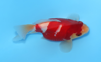 Tamasaba - koi #x0512t004 - Side View A