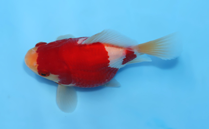 Tamasaba - koi #x0512t004 - Image 3