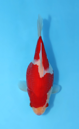 Tamasaba - koi #x0512t005