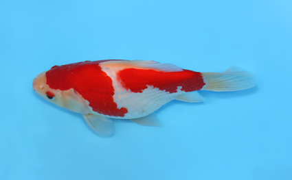 Tamasaba - koi #x0512t005 - Side View A