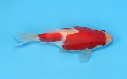 Tamasaba - koi #x0512t005 - Image 3