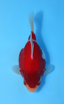 Tamasaba - koi #x0512t006