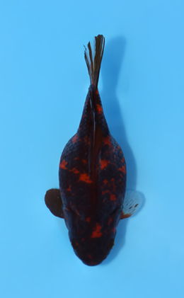 Tamasaba - koi #x0512t007
