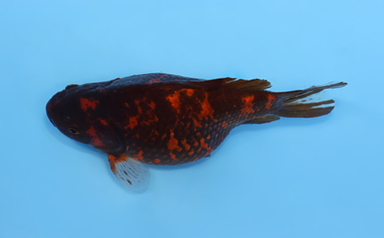 Tamasaba - koi #x0512t007 - Side View A