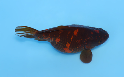 Tamasaba - koi #x0512t007 - Image 3
