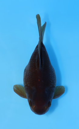 Tamasaba - koi #x0512t008