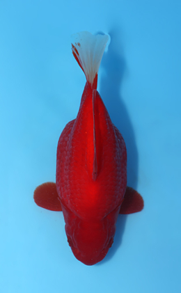 Tamasaba - koi #x0512t009