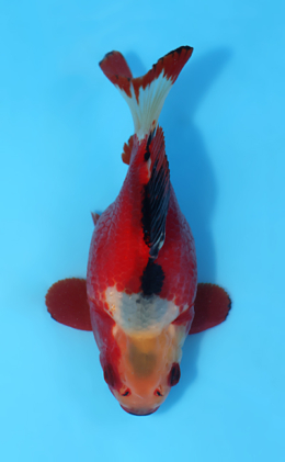 Tamasaba - koi #x0512t010