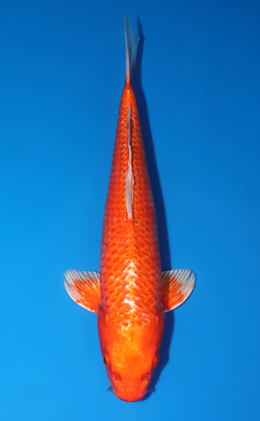 Orange Ogon - koi #x0513a003