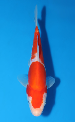 Doitsu Kohaku - koi #x0513a010