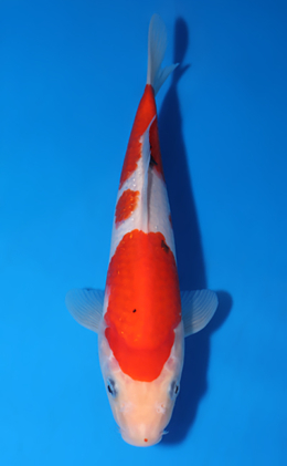 Taisho Sanke - koi #x0513a011