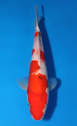 Taisho Sanke - koi #x0513a012