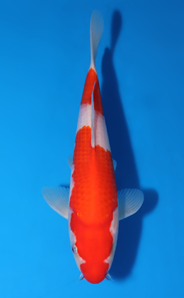 Kohaku - koi #x0513a014