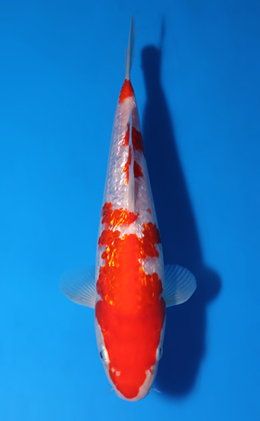 Ginrin Kohaku - koi #x0513a015