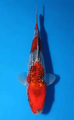 Ginrin Goshiki - koi #x0513a017