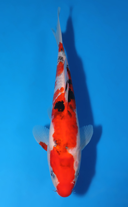 Showa - koi #x0513a019