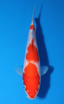 Kohaku - koi #x0513a023