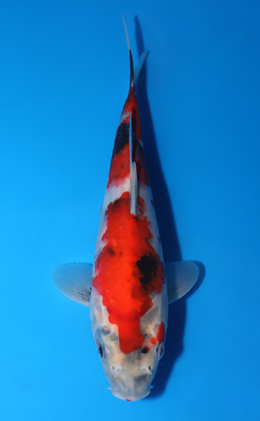 Showa - koi #x0513a024
