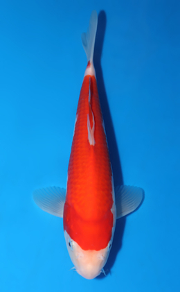 Kohaku - koi #x0513a027