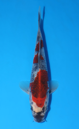 Goshiki - koi #x0513a030
