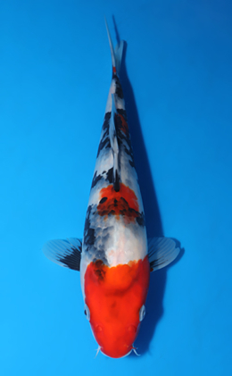 Showa - koi #x0513a031