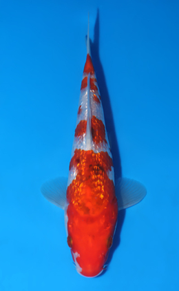 Ginrin Showa - koi #x0513a035