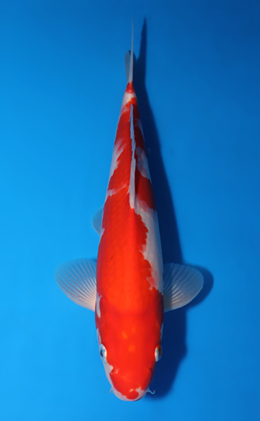 Kohaku - koi #x0513a037