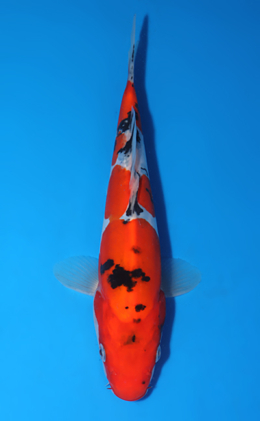 Doitsu Showa - koi #x0513a040