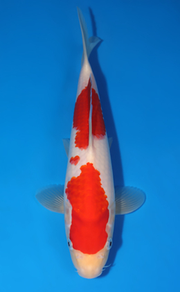 Kohaku - koi #x0513t001